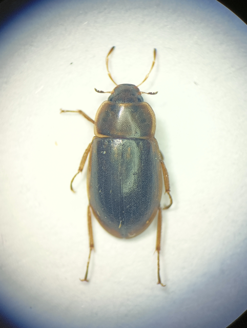 Coleoptera - Bogarak