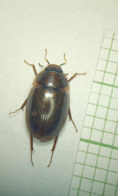 Coleoptera - Bogarak