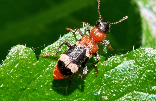 Thanasimus formicarius - vörösnyakú szúfarkas