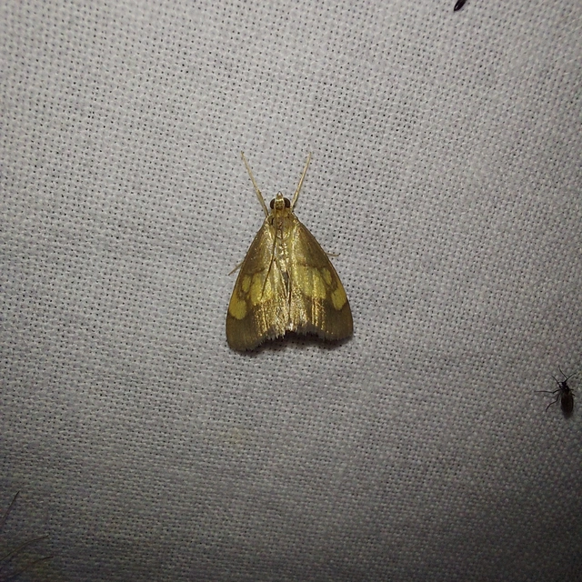 Evergestis limbata - közönséges dudvamoly