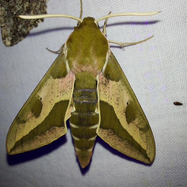 kutyatejszender - Hyles euphorbiae