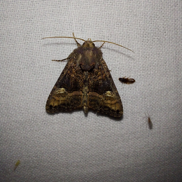 szeder-csipkésbagoly - Euplexia lucipara