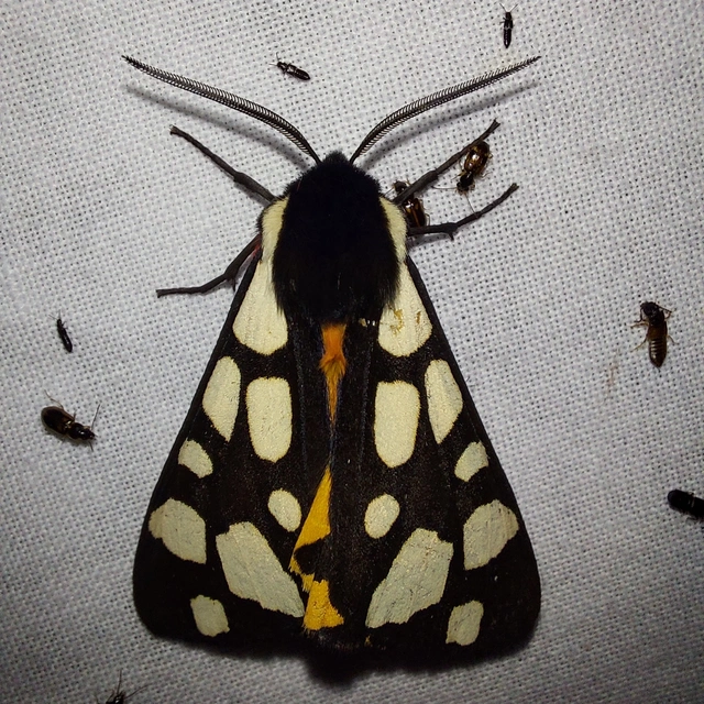 Arctia villica - fekete medvelepke