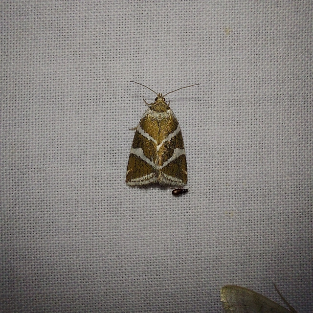 ezüstös apróbagoly - Deltote bankiana