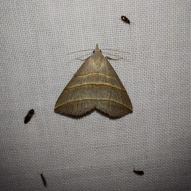 háromsávos törpebagoly - Colobochyla salicalis