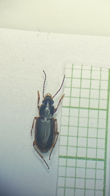 Coleoptera - Bogarak