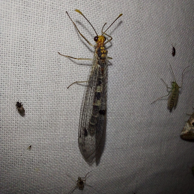 Megistopus flavicornis - kétfoltos hangyaleső