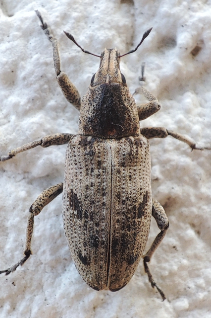 Asproparthenis punctiventris - lisztes répabarkó