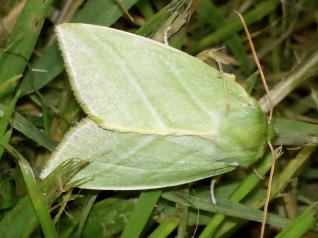 bükkfa-zöldbagoly - Pseudoips prasinana