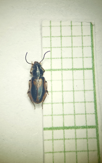 Coleoptera - Bogarak