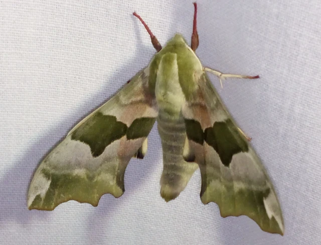 hársfaszender - Mimas tiliae