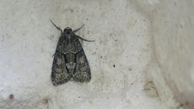 Cryphia fraudatricula - homoki zuzmóbagoly