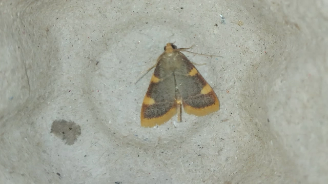 Hypsopygia costalis - szénailonca