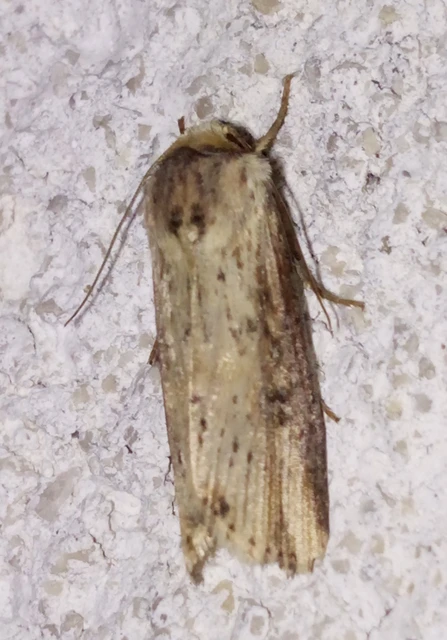 Axylia putris - vonalkás földibagoly