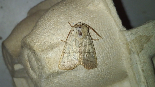 Charanyca trigrammica - háromsávos lombbagoly