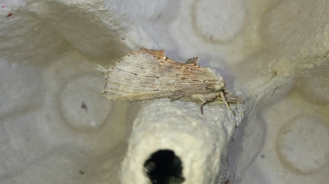 csőrös púposszövő - Pterostoma palpina