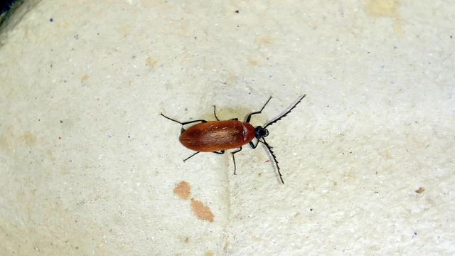 Pseudocistela ceramboides - narancssárga alkonybogár