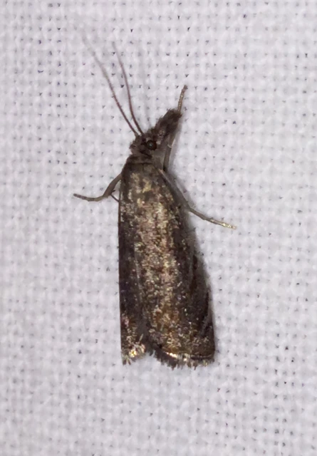 Platytes cerussella - törpe fűgyökérmoly