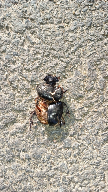 Copris lunaris - közönséges holdszarvú-ganéjtúró