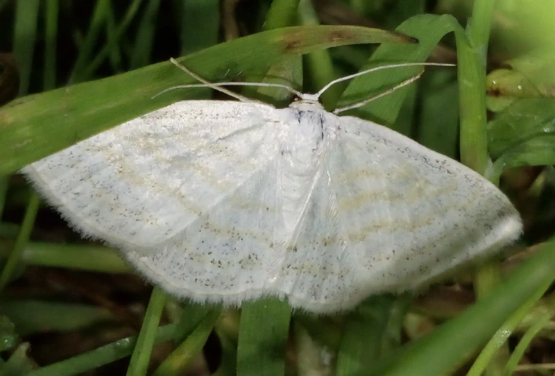 Scopula caricaria - mocsári fehéraraszoló