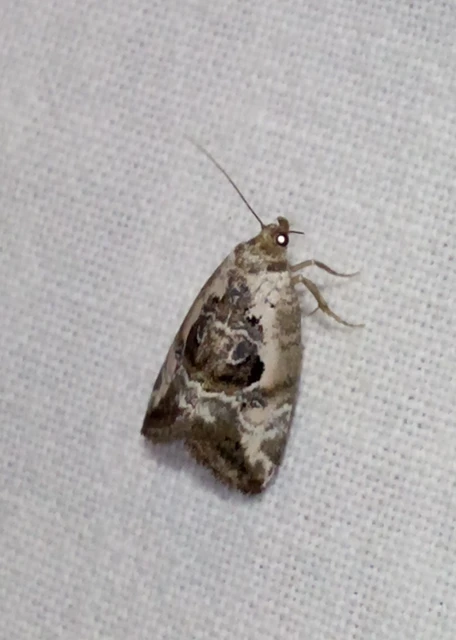 Hapalotis venustula - rózsaszínű mázasbagoly