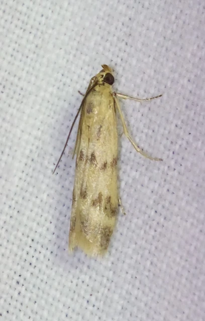 Homoeosoma sinuella - agyagsárga karcsúmoly