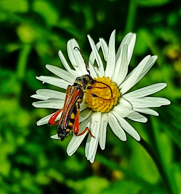 Stenopterus rufus - tarkacsápú keskenyfedőscincér
