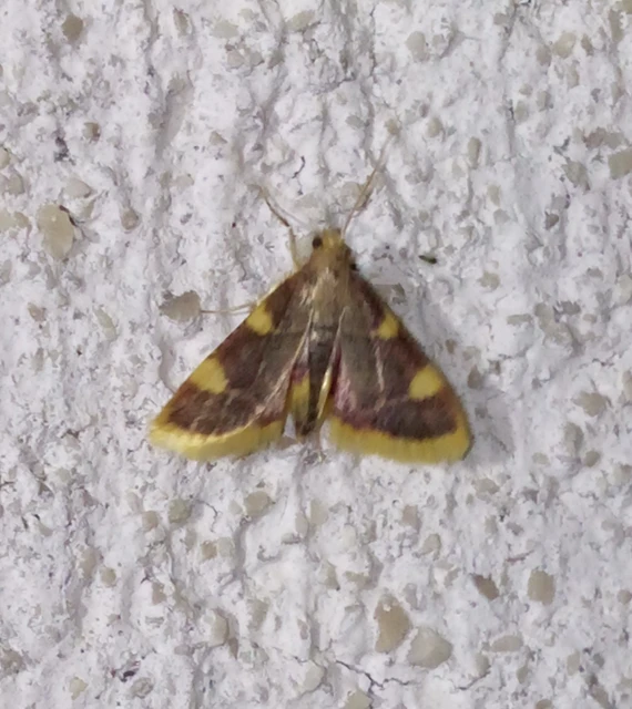 Hypsopygia costalis - szénailonca