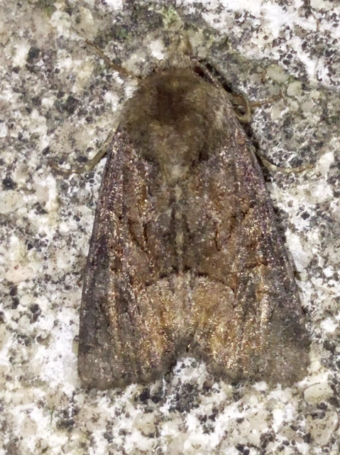 Oligia strigilis/latruncula/versicolor