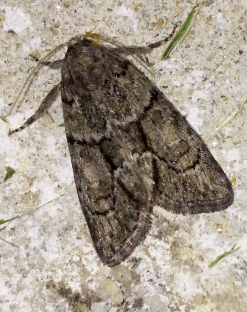 Cryphia fraudatricula - homoki zuzmóbagoly