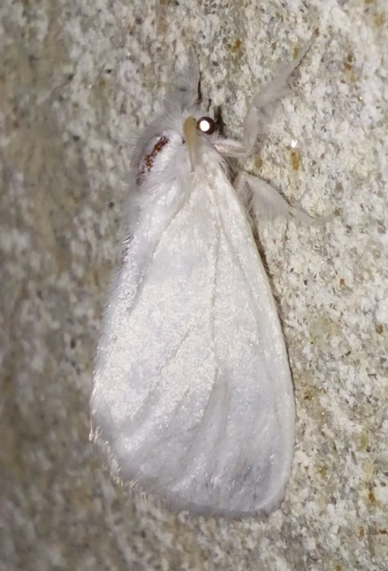 sárgafarú szövő - Sphrageidus similis