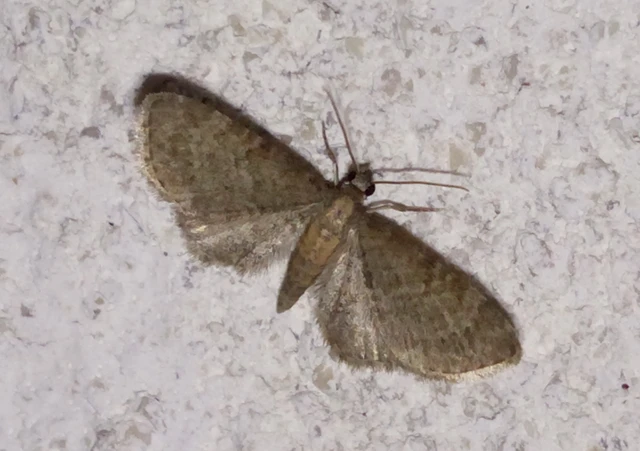 Eupithecia haworthiata - rozsdástestű törpearaszoló