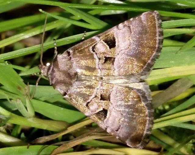 ametisztbagoly - Eucarta amethystina