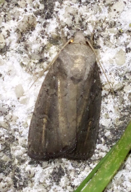 déli lápibagoly - Proxenus hospes