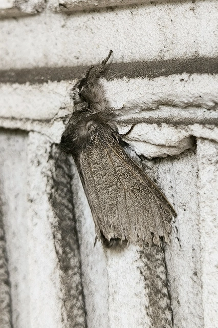 Calliteara pudibunda - hamvasszövő