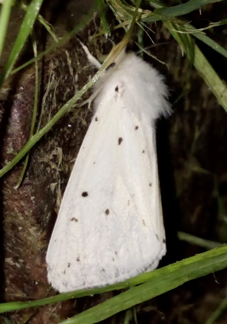 Spilosoma lubricipedum/urticae