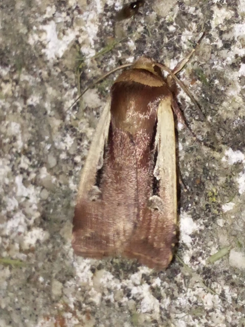 fehérszegélyű fűbagoly - Ochropleura plecta