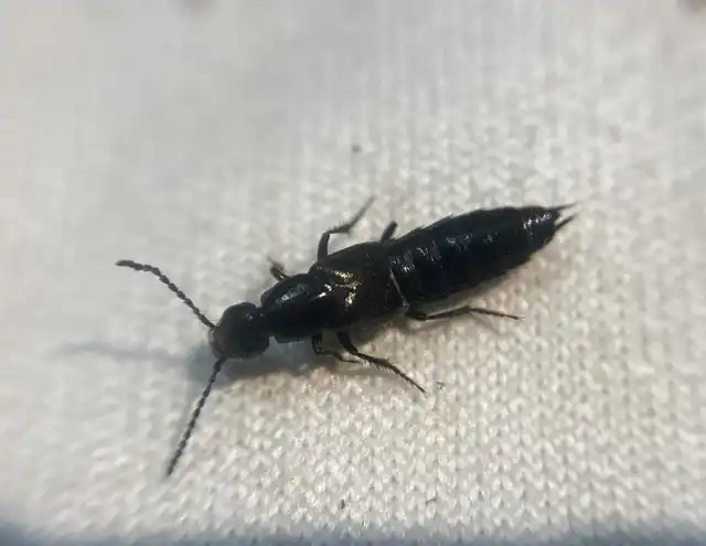 Philonthus punctus - sokpontos ganajholyva