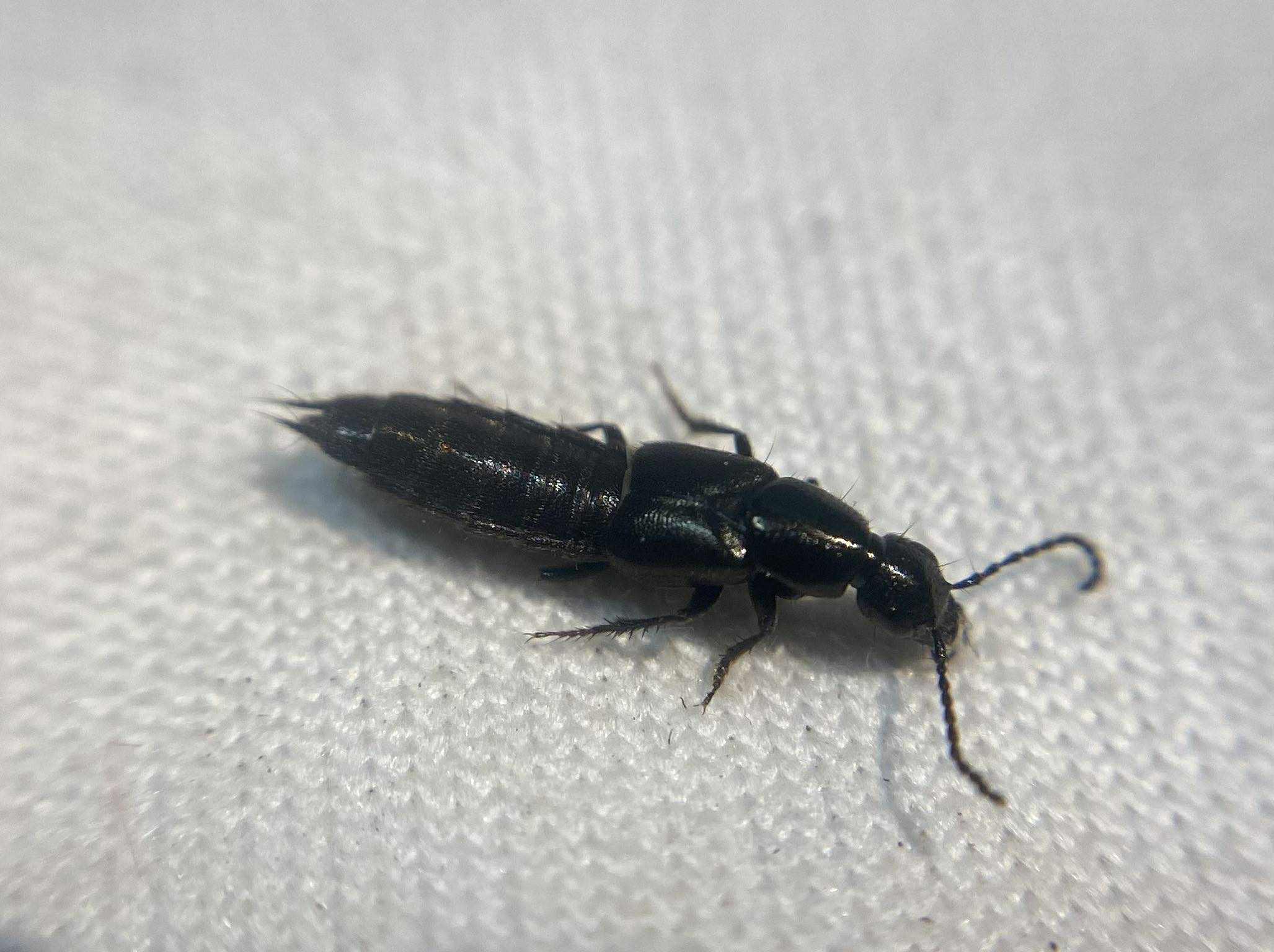 Philonthus punctus - sokpontos ganajholyva