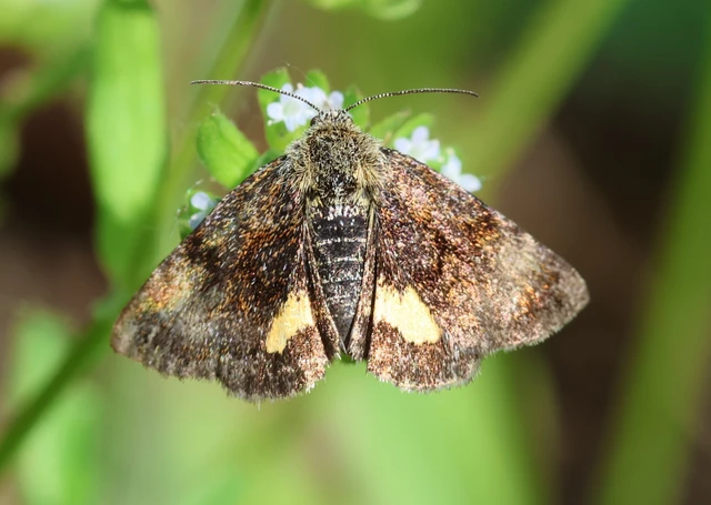 Panemeria tenebrata - apró sárgabagoly