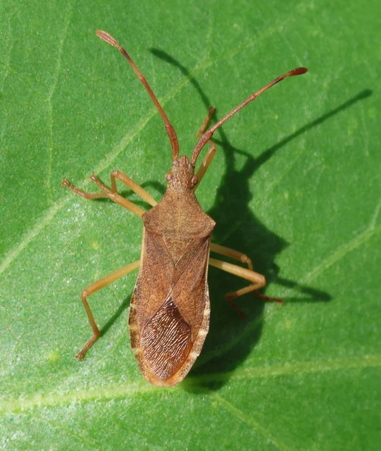 Gonocerus acuteangulatus - aranypetés karimáspoloska