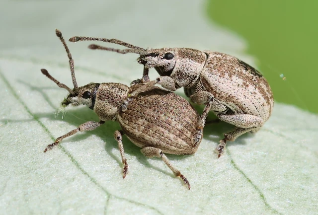Peritelus familiaris - nagy kendermagbogár