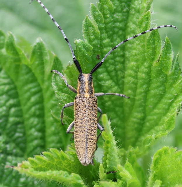 Agapanthia villosoviridescens - fehérgyűrűs bogáncscincér