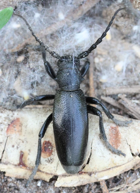 Dorcadion aethiops - fekete gyalogcincér