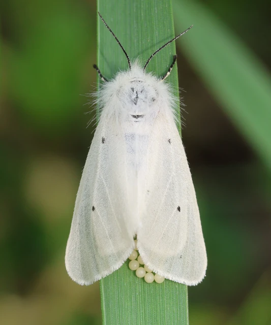 Diaphora mendica - felemás medvelepke