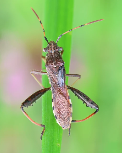 Camptopus lateralis - görbelábú karimáspoloska