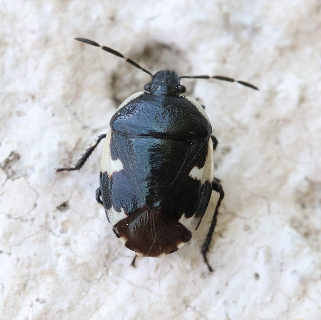 Tritomegas sexmaculatus - hatfoltos földipoloska