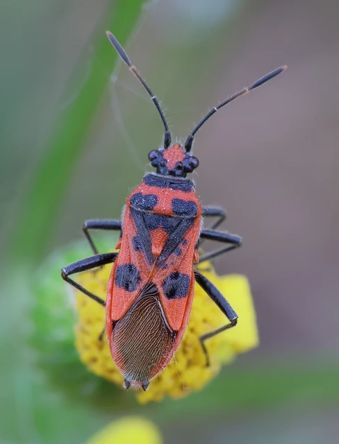 Corizus hyoscyami - piros karimáspoloska