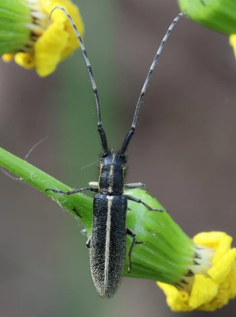 Agapanthia cardui - sávos bogáncscincér