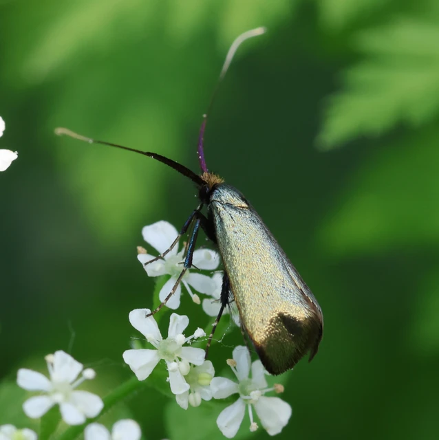 Adela reaumurella - smaragdfényű tőrösmoly